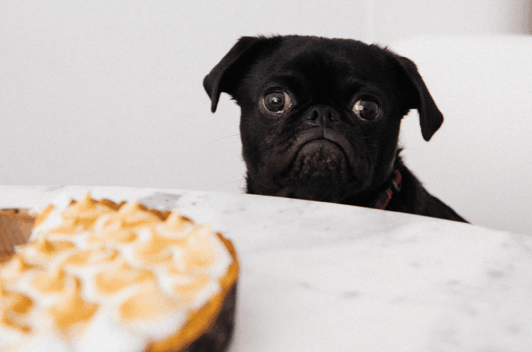 Pug sufriendo por no poder comer pastel